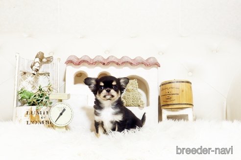 成約済の佐賀県のチワワ(ロングコート)-372113の3枚目