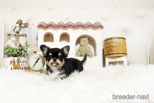 成約済の佐賀県のチワワ(ロングコート)-372113の2枚目