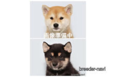 成約済の神奈川県の柴犬-373059の1枚目