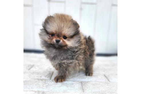 成約済の茨城県のポメラニアン-372331の6枚目