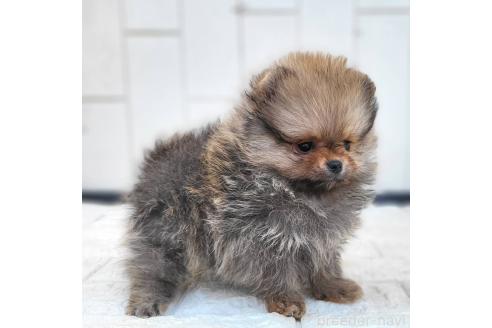 成約済の茨城県のポメラニアン-372331の4枚目