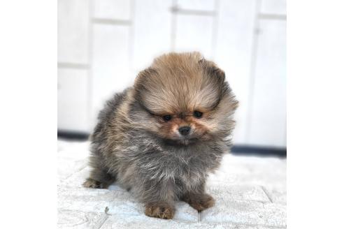 成約済の茨城県のポメラニアン-372331の2枚目