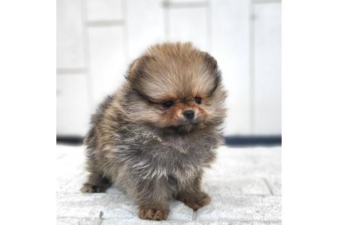成約済の茨城県のポメラニアン-372331の1枚目
