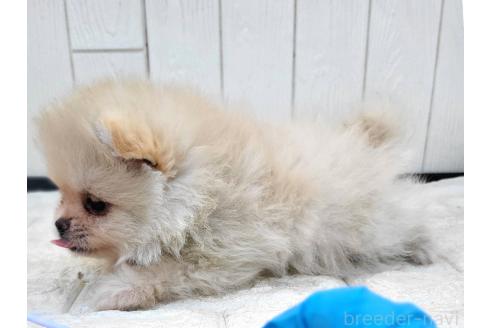 成約済の茨城県のポメラニアン-372330の6枚目