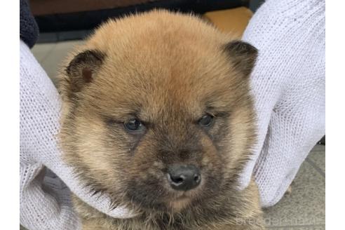 成約済の長崎県の柴犬-373146の1枚目