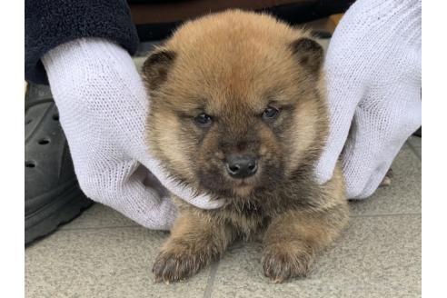 成約済の長崎県の柴犬-373146の5枚目