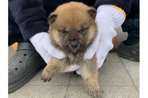 成約済の長崎県の柴犬-373146の4枚目