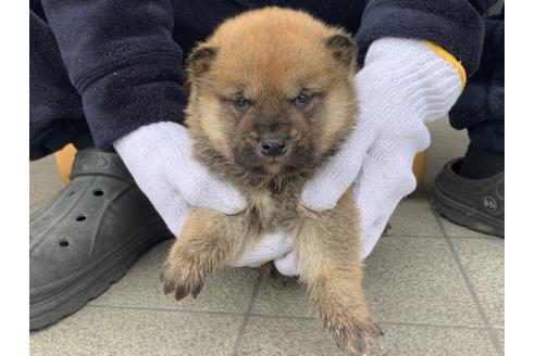 成約済の長崎県の柴犬-373146の3枚目