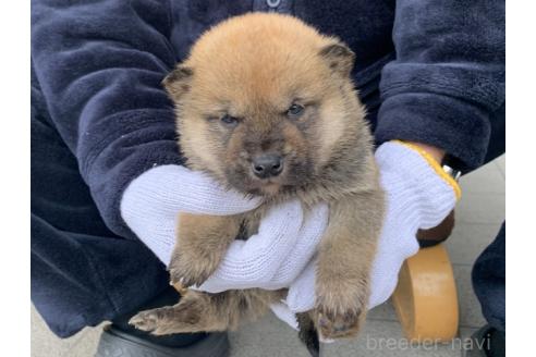 成約済の長崎県の柴犬-373146の2枚目