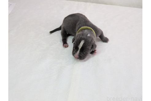 商談中の愛知県のアメリカンブリー-373158の2枚目