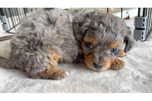 成約済の広島県のチワプー:チワワ×トイプードル-373168の7枚目