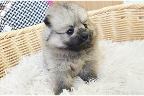 成約済の和歌山県のポメラニアン-372397の5枚目