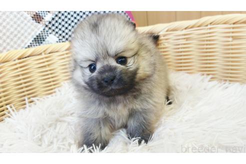 成約済の和歌山県のポメラニアン-372397の4枚目