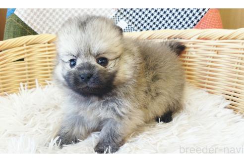 成約済の和歌山県のポメラニアン-372397の3枚目
