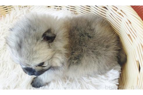成約済の和歌山県のポメラニアン-372397の2枚目