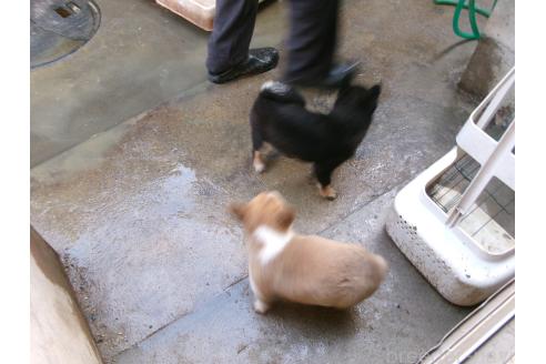 成約済の佐賀県の豆柴-367676の3枚目