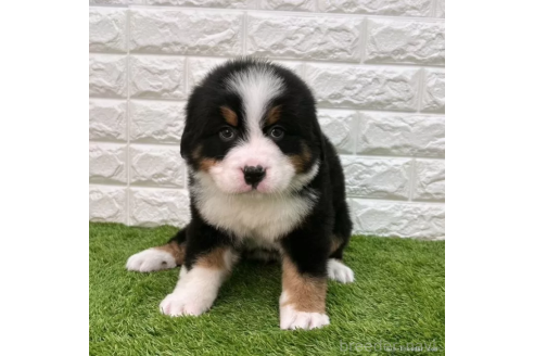 成約済の愛知県のバーニーズマウンテンドッグ-373177の1枚目