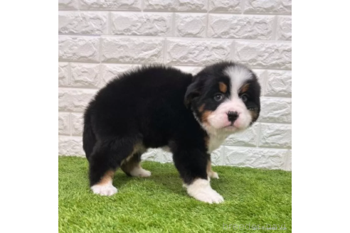 成約済の愛知県のバーニーズマウンテンドッグ-373177の5枚目