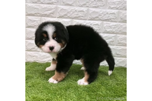 成約済の愛知県のバーニーズマウンテンドッグ-373177の4枚目