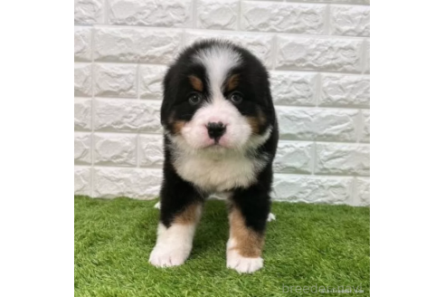 成約済の愛知県のバーニーズマウンテンドッグ-373177の3枚目