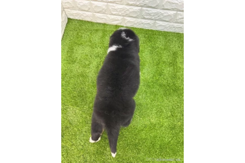 成約済の愛知県のバーニーズマウンテンドッグ-373177の2枚目