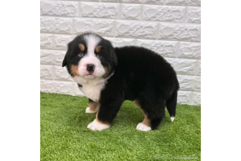 成約済の愛知県のバーニーズマウンテンドッグ-373181の5枚目