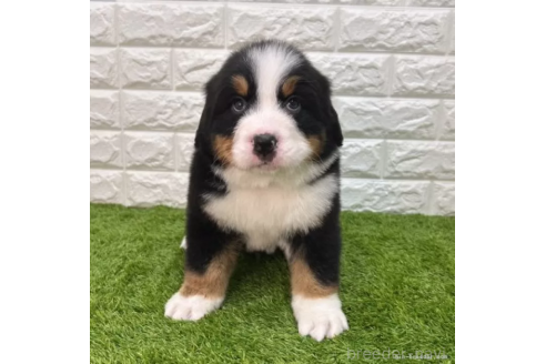成約済の愛知県のバーニーズマウンテンドッグ-373181の3枚目
