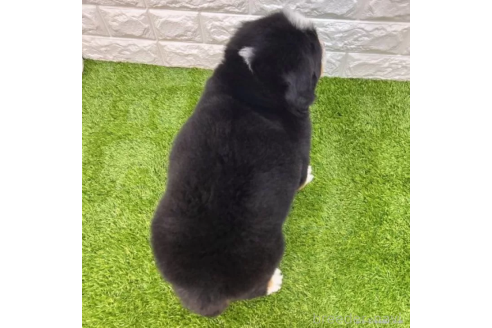 成約済の愛知県のバーニーズマウンテンドッグ-373181の2枚目