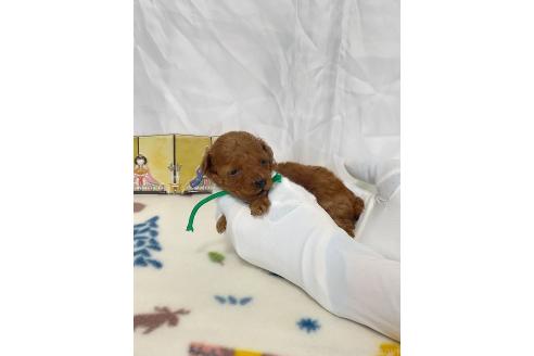 成約済の福岡県のティーカッププードル-371614の14枚目