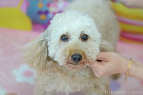 成約済の埼玉県のトイプードル-373199の4枚目