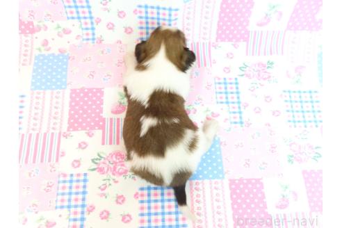 成約済の千葉県のパピヨン-371180の17枚目