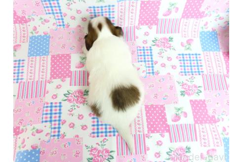 成約済の千葉県のパピヨン-371217の20枚目