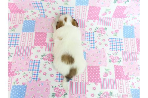 成約済の千葉県のパピヨン-371219の21枚目