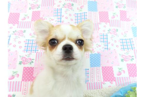 成約済の千葉県のチワワ(ロングコート)-354676の15枚目