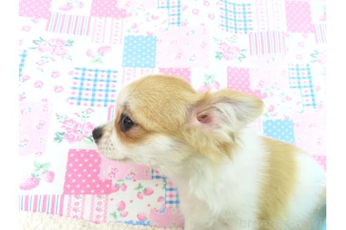 成約済の千葉県のチワワ(ロングコート)-354676の14枚目