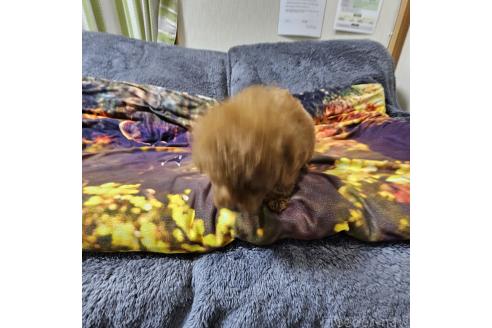 成約済の埼玉県のティーカッププードル-373222の8枚目