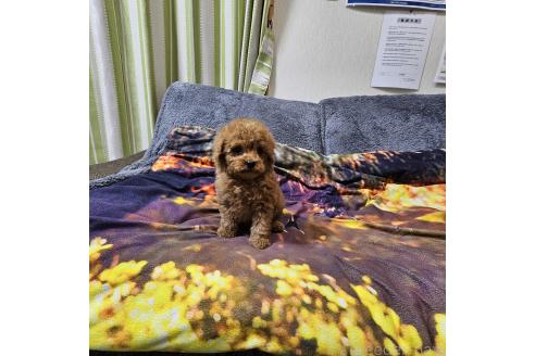 成約済の埼玉県のティーカッププードル-373222の7枚目