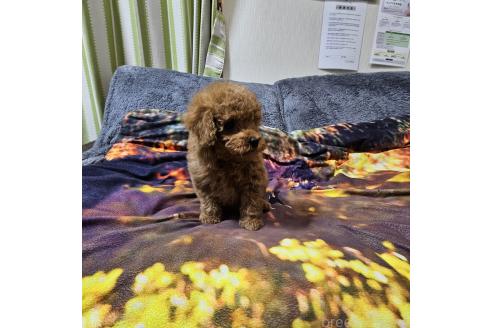 成約済の埼玉県のティーカッププードル-373222の2枚目