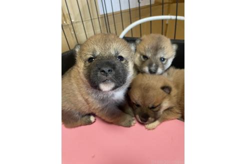 成約済の茨城県の柴犬-373115の8枚目