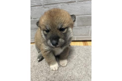 成約済の茨城県の柴犬-373115の5枚目
