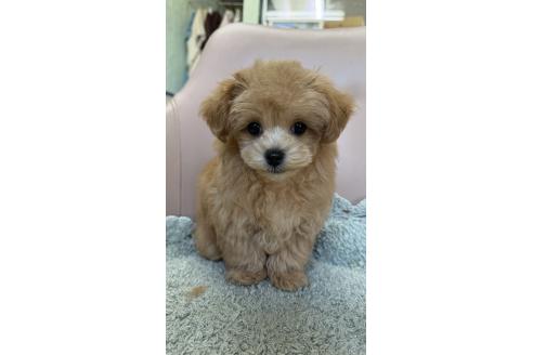 成約済の愛知県のマルプー:マルチーズ×トイプードル-364700の4枚目