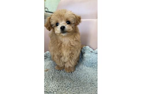 成約済の愛知県のマルプー:マルチーズ×トイプードル-364700の2枚目