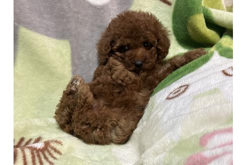 成約済の熊本県のトイプードル-373126の4枚目