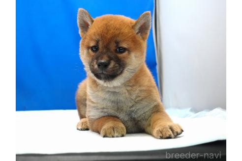 成約済の愛知県の柴犬-371103の9枚目