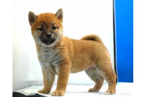 成約済の愛知県の柴犬-371103の7枚目