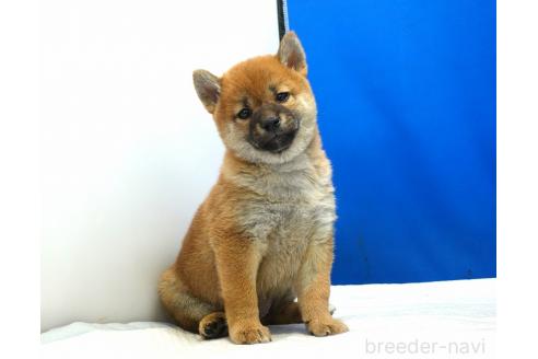 成約済の愛知県の柴犬-371103の8枚目