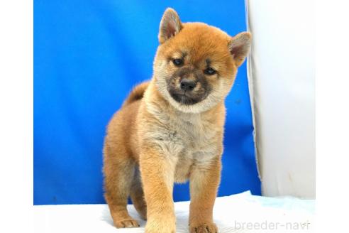 成約済の愛知県の柴犬-371103の6枚目