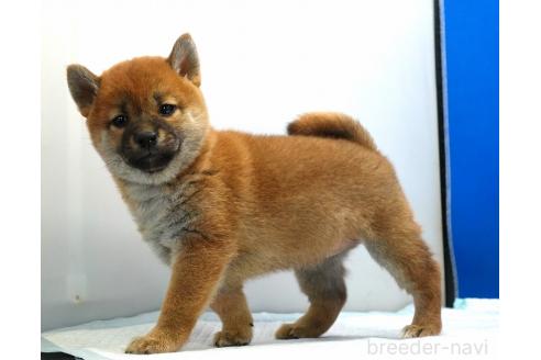 成約済の愛知県の柴犬-371103の4枚目