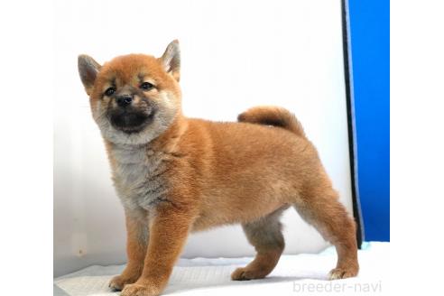 成約済の愛知県の柴犬-371103の5枚目