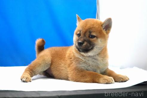 成約済の愛知県の柴犬-371103の3枚目